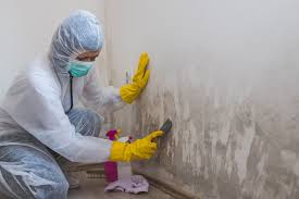 Best Residential Mold Inspection & Testing in Locust Valley, NY